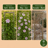 4x Clematis Nelly Moser - Bosrank Nelly Moser - Wit - Roze - Klimplant - Ø9cm - ↕35cm