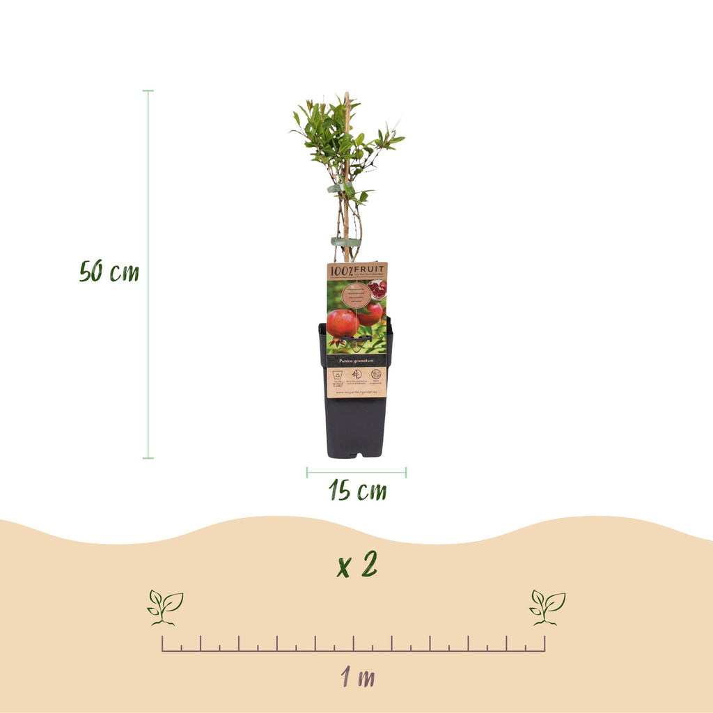 Green boutiQ - Obstpflanze - Punica granatum - Granatapfel - Winterhart - Rot-Orange Frucht - 2 Pflanzen - Topf 15cm - Höhe 50cm
