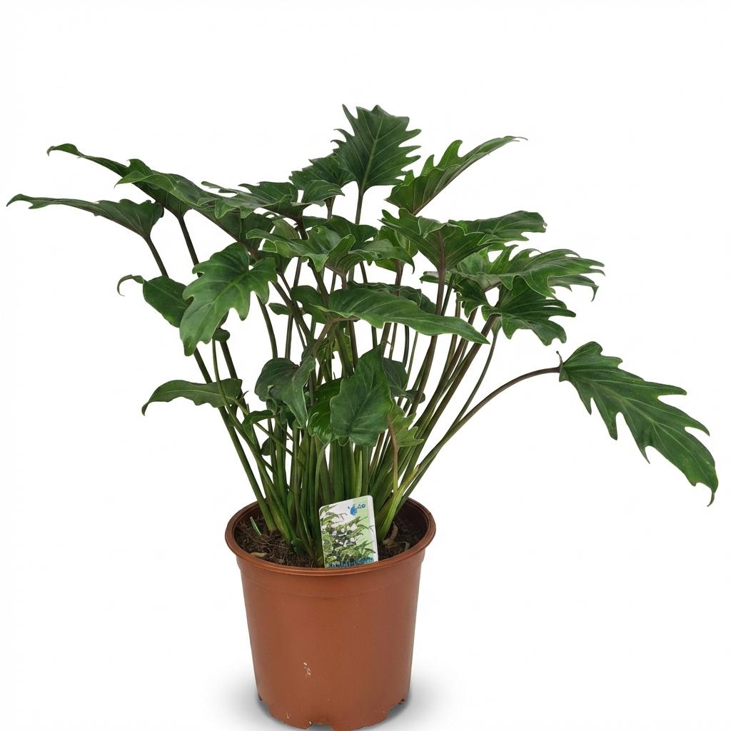 Green boutiQ - Plante d'intérieur - Philodendron - Philodendron Xanadu - Vert - Entretien facile - 1 plante - Pot 19 cm - Hauteur 60 cm