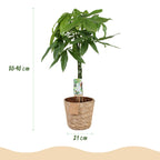Green BoutiQ - Le vert, c'est... Plantes d'intérieur - Pachira Aquatica tronc tressé - Arbre à monnaie - Peu d'entretien - avec panier - Vert - 1 plante - Pot 21cm - Hauteur 80-90cm