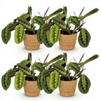 Green boutiQ - Zimmerpflanze - Maranta Fascinator Tricolor - Gebetspflanze - Haustierfreundliche Pflanze - Grün - 4 Pflanzen - mit Korb - Topf 12cm - Höhe 25cm