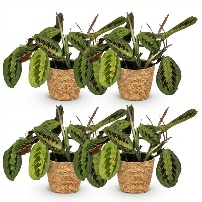 Green boutiQ - Kamerplant - Maranta Fascinator Tricolour - Gebedsplant - Huisdiervriendelijke Plant - Groen - 4 Planten - met Mand - Pot 12cm - Hoogte 25cm