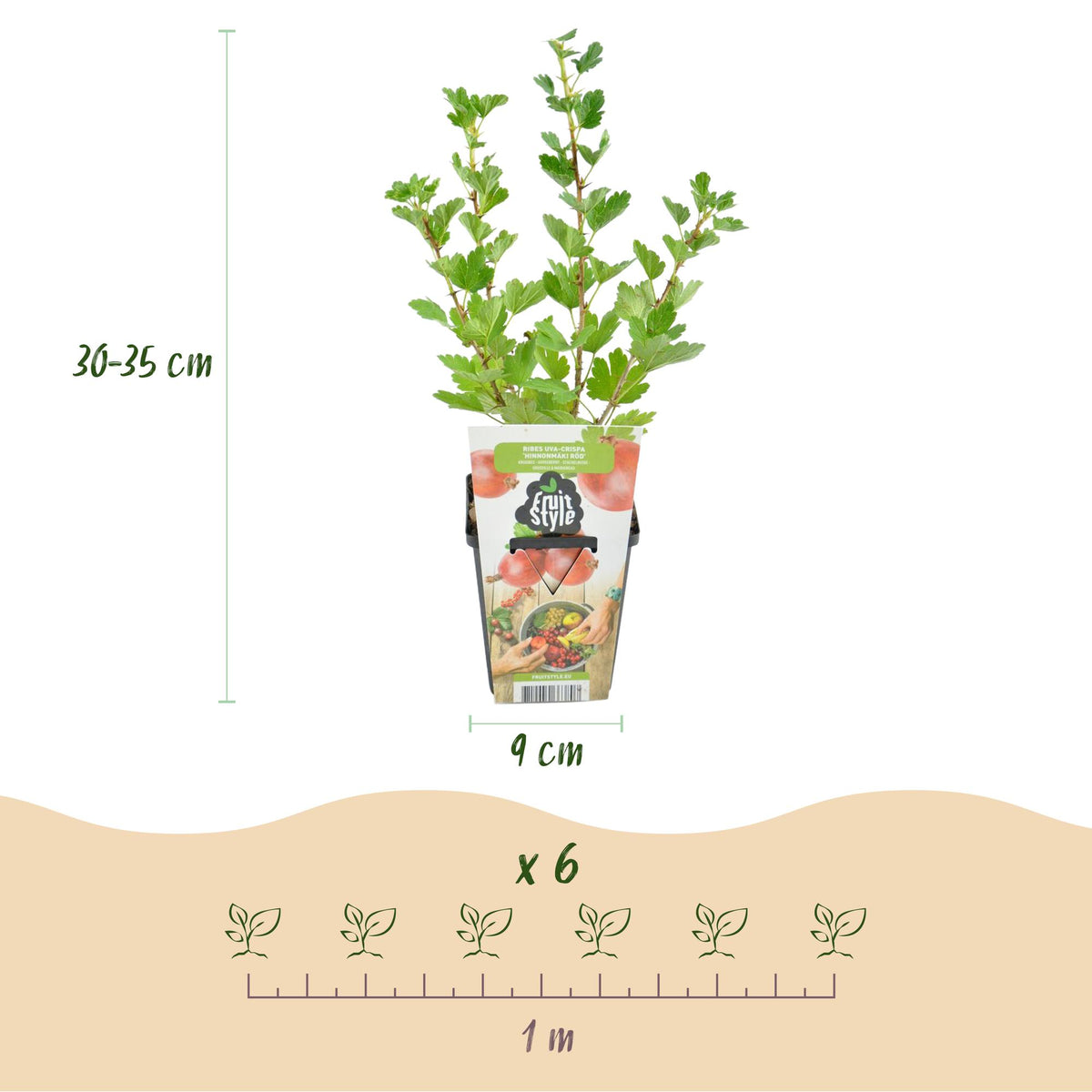 Green boutiQ - Plants fruitiers - Groseillier à maquereau - Ribes uva-crispa Hinnonmaki Rod - Rustique - 6 Plantes - Pot 9 cm - Groseille rouge