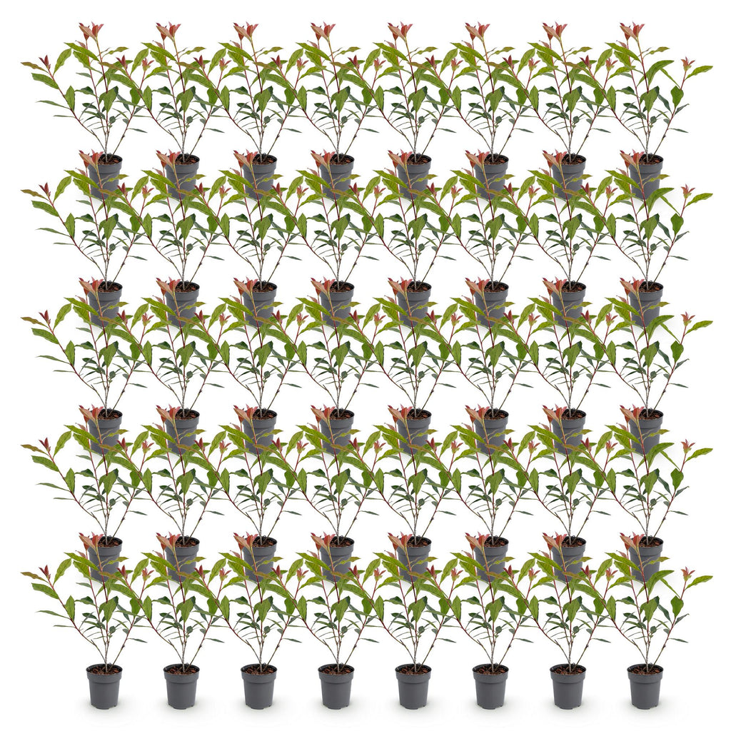 Green boutiQ - 40x Photinia fraseri Carre Rouge - Photinia - Plantes de haie - Persistant - Rouge - Pot 9cm - Hauteur 25-35cm