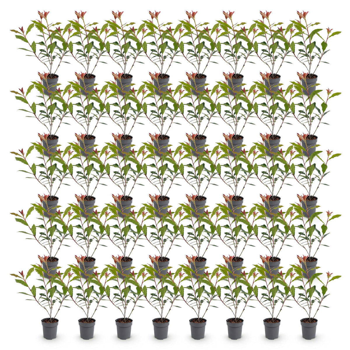 Green boutiQ - 40x Photinia fraseri Carre Rouge - Glansmispel - Haagplanten - Groenblijvend - Rood - Pot 9cm - Hoogte 25-35cm