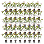Green boutiQ - 40x Photinia fraseri Carre Rouge - Photinia - Plantes de haie - Persistant - Rouge - Pot 9cm - Hauteur 25-35cm