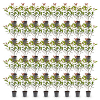 Green boutiQ - 40x Photinia fraseri Carre Rouge - Glansmispel - Haagplanten - Groenblijvend - Rood - Pot 9cm - Hoogte 25-35cm