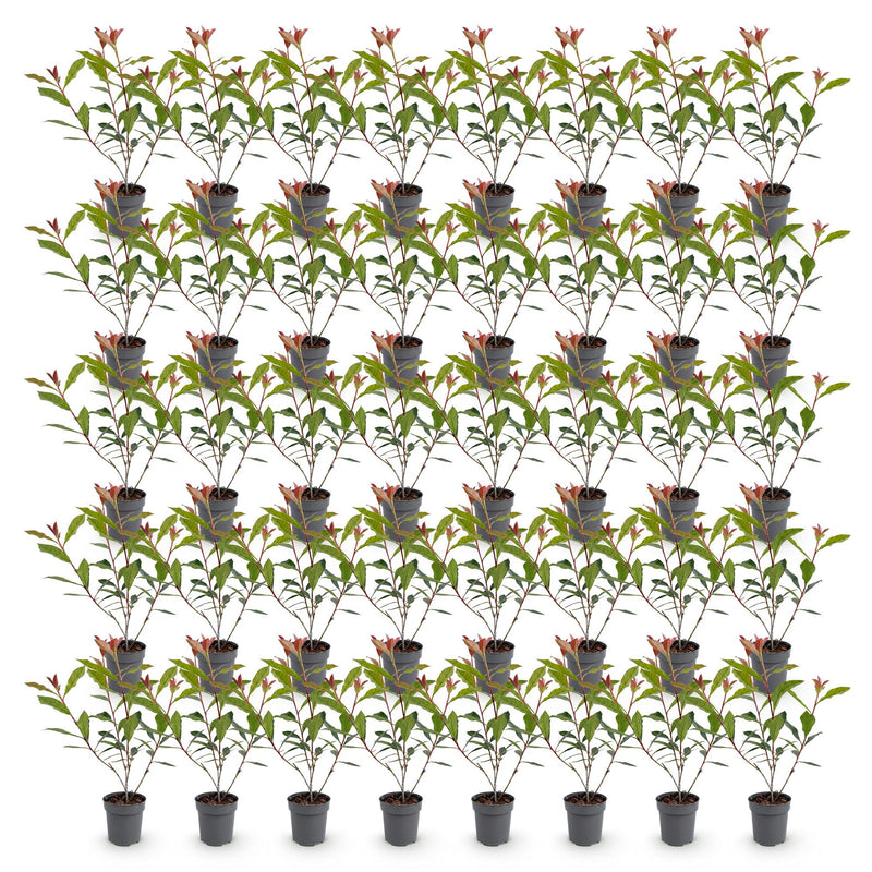 Green boutiQ - 40x Photinia fraseri Carre Rouge - Glansmispel - Haagplanten - Groenblijvend - Rood - Pot 9cm - Hoogte 25-35cm