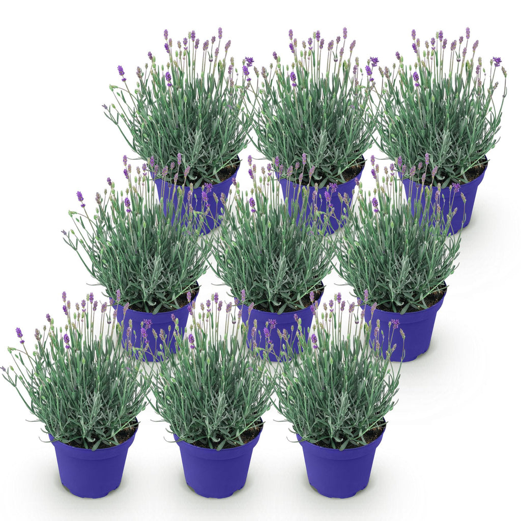 Green boutiQ - Plante de jardin - Lavandula angustifolia Hidcote - Lavande - Rustique - Violet - 9 plantes - Pot 12cm - Hauteur 15-25cm
