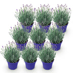 Green boutiQ - Plante de jardin - Lavandula angustifolia Hidcote - Lavande - Rustique - Violet - 9 plantes - Pot 12cm - Hauteur 15-25cm