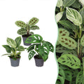 3x Baby Plants Surprise Box - Baby Plants Surprise Box - Various colours - Tropical - Ø6cm - ↕5-15cm