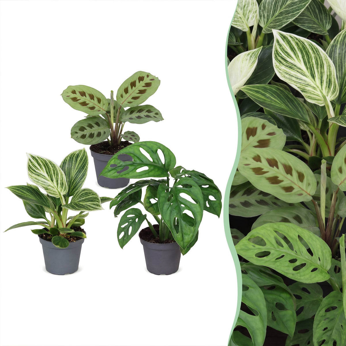 3x Baby Plants Surprise Box - Baby Plants Surprise Box - Various colours - Tropical - Ø6cm - ↕5-15cm