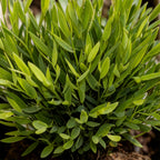 Green boutiQ - Zimmerpflanze - Bambusa Pogonatherum Monica - Bambusgras - Haustierfreundliche Pflanze - Grün - 1 Pflanze - mit weißem Übertopf - Topf 12 cm - Höhe 20 cm