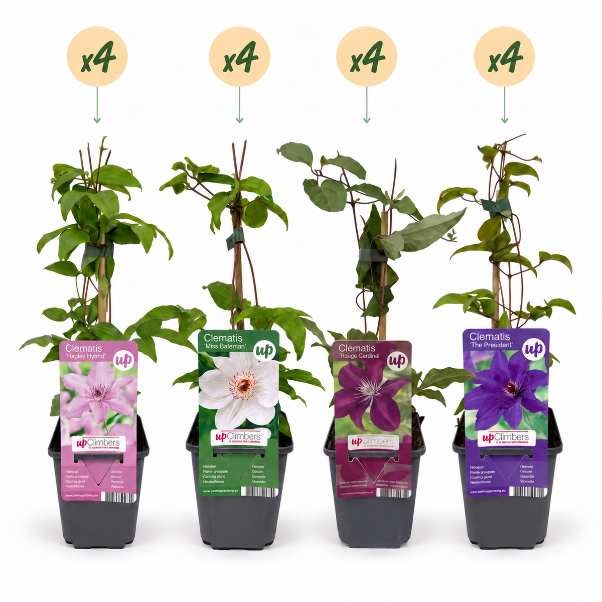 16x Clematis Rainbow - Bosrank - Paars - Rood - Roze - Wit - Klimplant - Ø9cm - ↕35cm