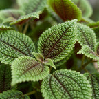 Pilea Moon Valley - Moon Valley Pilea - Green - Tropical - Ø6cm - ↕12cm