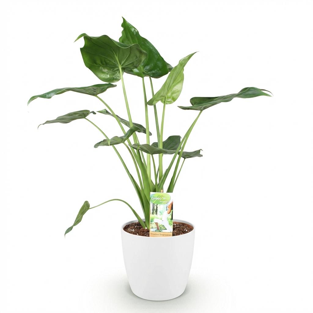 Green BoutiQ - Plantes d'intérieur - Alocasia Cucullata - Main de Bouddha - Faible entretien - Vert - 1 Plante - avec Pot Blanc - Pot 21cm - Hauteur 65-70cm