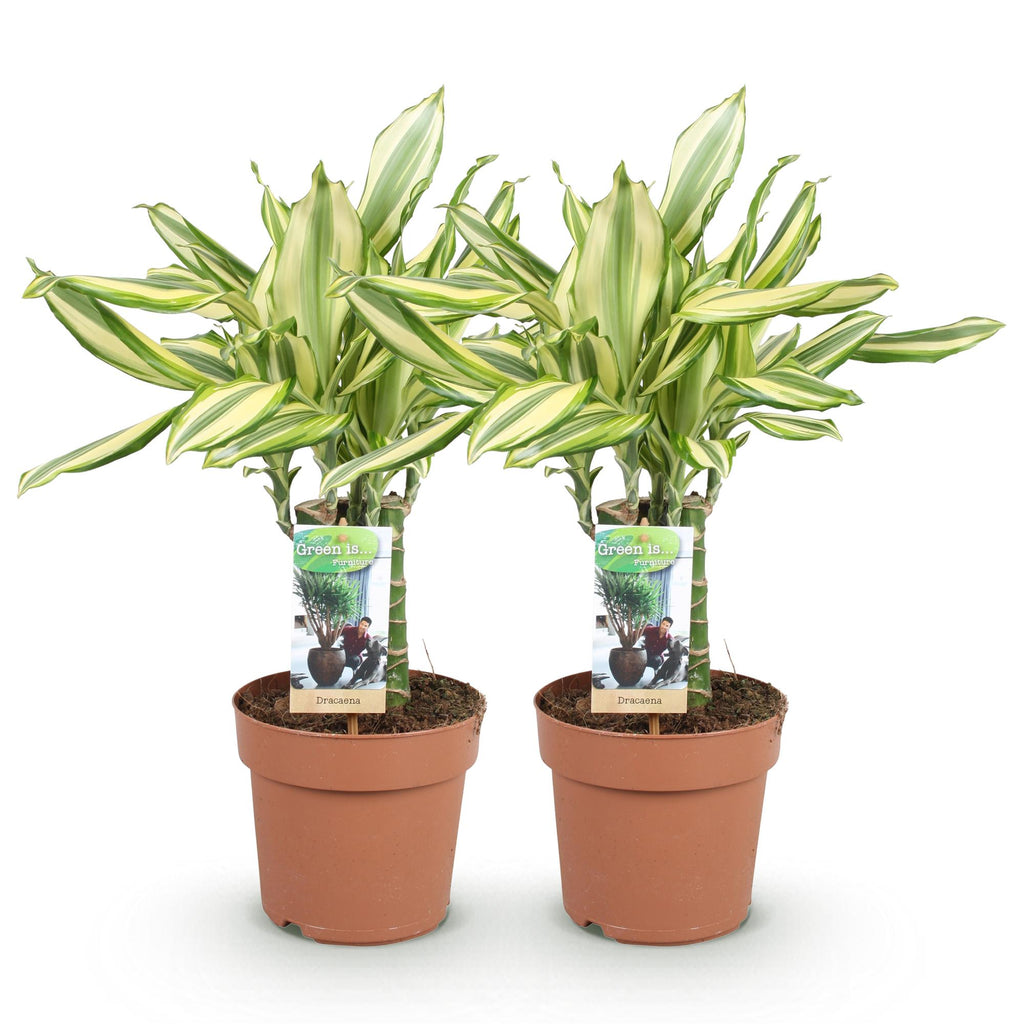 Green BoutiQ - Green is... Plantes d'intérieur - Dracaena fragrans Diamond Dream - Dragonnier - Peu d'entretien - Vert - 2 Plantes - Pot 17cm - Hauteur 50-55cm