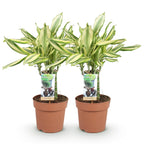 Green BoutiQ - Green is... Plantes d'intérieur - Dracaena fragrans Diamond Dream - Dragonnier - Peu d'entretien - Vert - 2 Plantes - Pot 17cm - Hauteur 50-55cm