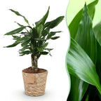 Green BoutiQ - Green is... Plantes d'intérieur - Dracaena fragrans Steudneri - Dragonnier - Peu d'entretien - avec panier - Vert - 1 Plante - Pot 17cm - Hauteur 50-55cm