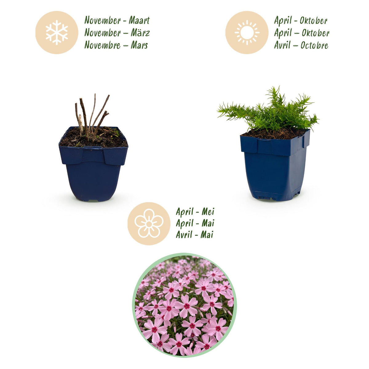 Green boutiQ - Plante vivace - Phlox Rosette - Phlox - Couvre-sol - Rose - 1 plante - Pot 11 cm - Hauteur 15-25 cm