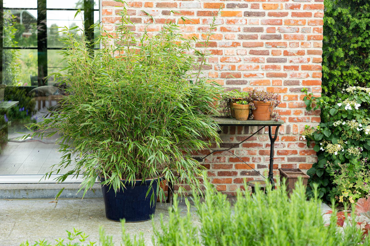 Green boutiQ - Grassen - Fargesia scabrida Asian Wonder - Niet Woekerende Bamboe - Bladhoudend - Groen - 2 Planten - Pot 23 cm - Hoogte 80 cm