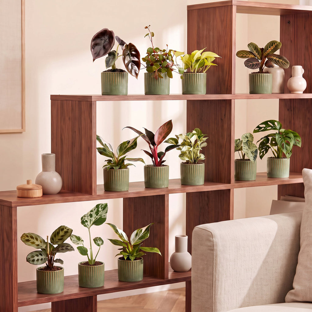12x Baby Plants Surprise Box - Baby Plants Surprise Box - Various colours - Tropical - incl. Linnea Olive - Ø6cm - ↕5-15cm