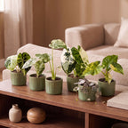 6x Baby Variegata Mix - Various colours - Tropical - incl. Linnea Olive - Ø6cm - ↕10-15cm