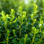 Green boutiQ - Haie de buis - BetterBuxus Babylon Beauty - Résistant au dépérissement du buis - 12 plantes - 2 mètres linéaires - pot 13 cm hauteur 30-35