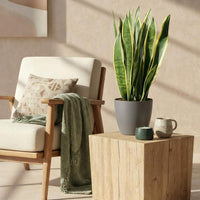 Green BoutiQ - Kamerplanten - Sansevieria Laurentii - Vrouwentong - Weinig onderhoud - Groen - 1 Plant - met Potter Grijs - Pot 21cm - Hoogte 70-80cm