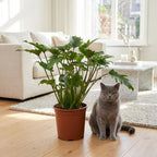 Green boutiQ - Plante d'intérieur - Philodendron - Philodendron Xanadu - Vert - Entretien facile - 1 plante - Pot 19 cm - Hauteur 60 cm