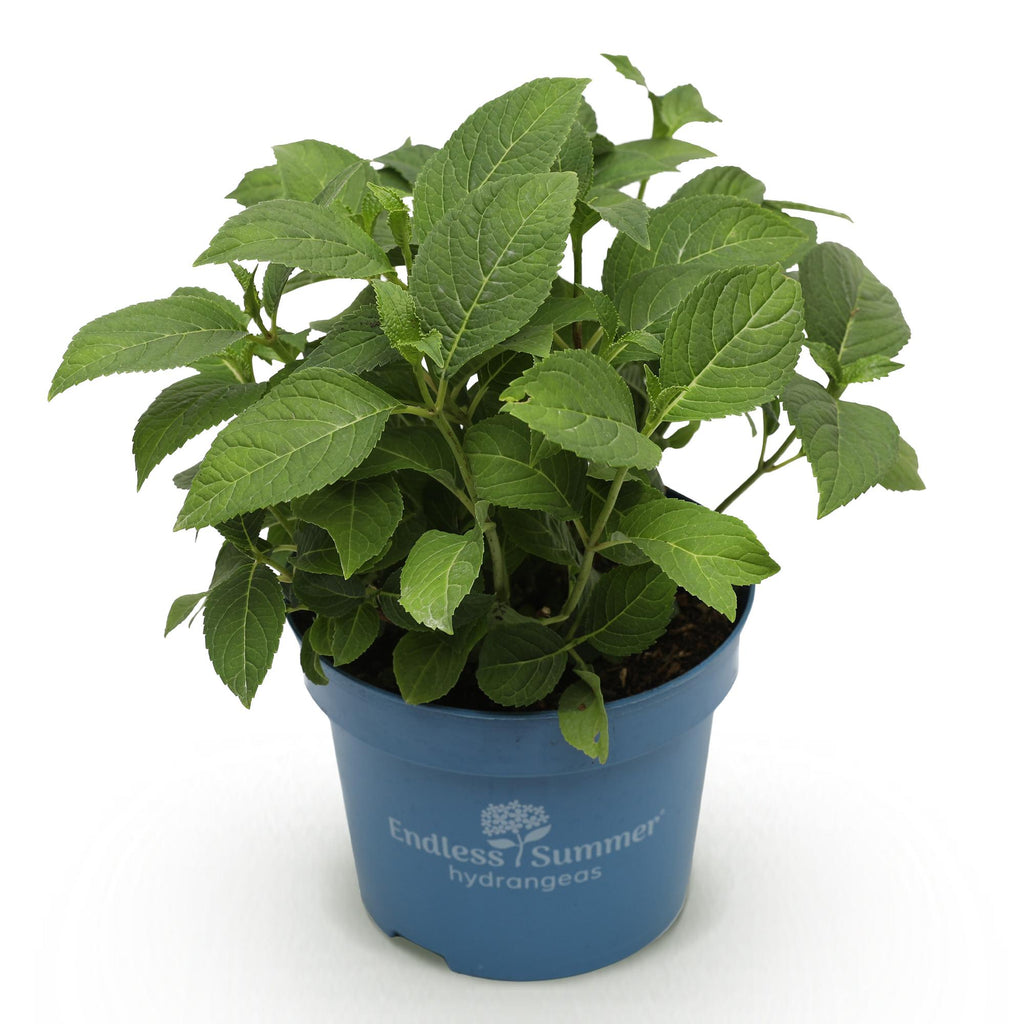 Green boutiQ - Gartenpflanze - Hydrangea Endless Summer The Original Blau - Hortensie - Winterhart - Blau - 1 Pflanze - Topf 14cm - Höhe 20-25cm