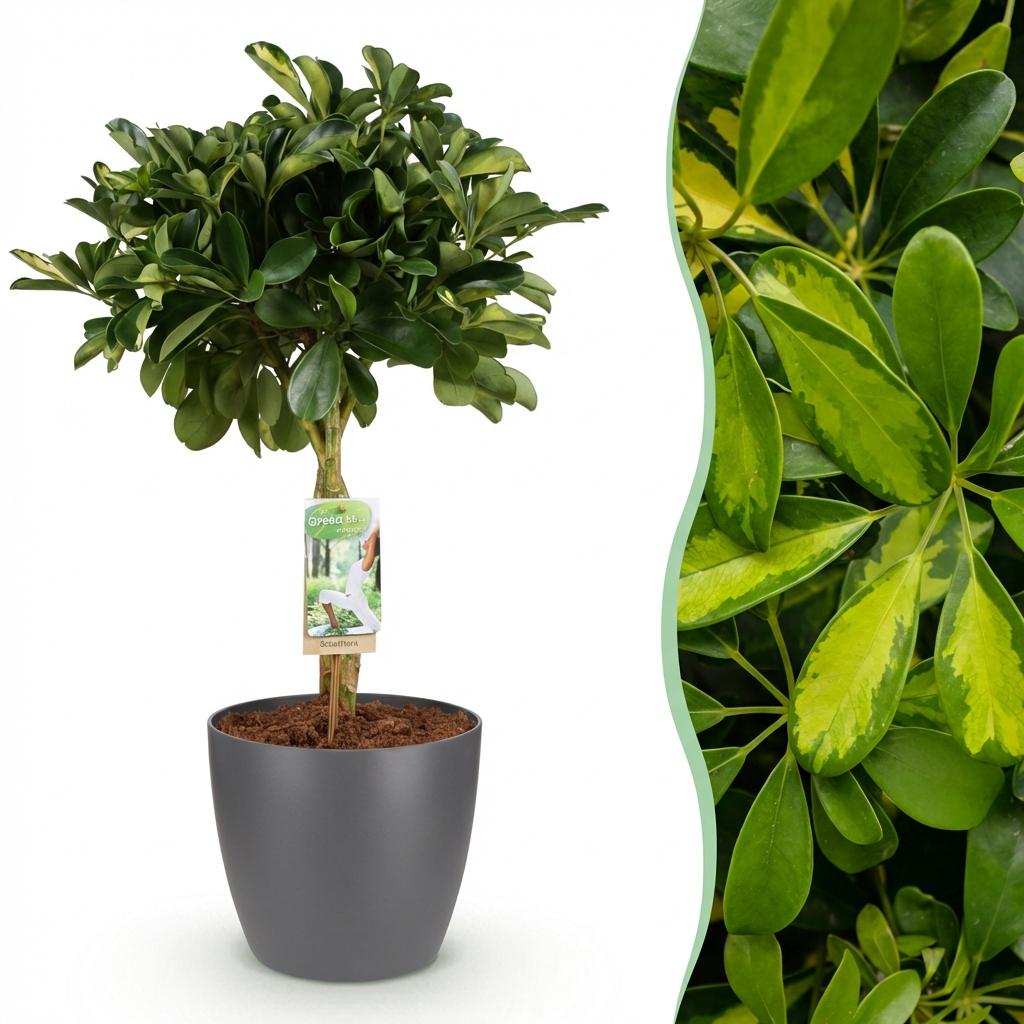 Green boutiQ - Plantes d'intérieur - Schefflera Gold Capella - Arbre à doigts - Peu d'entretien - Vert - doré - 1 Plante - avec Pot Gris - Pot 21cm - Hauteur 70-80cm