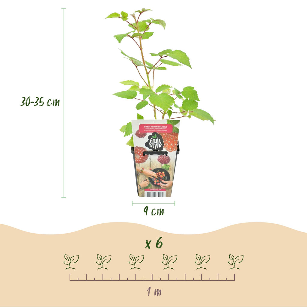Green boutiQ - Plants fruitiers - Framboisier du Japon - Rubus Phoenicolasius - Rustique - 6 plantes - Pot 9 cm - Baie rouge