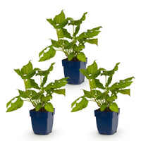 Green boutiQ - Vasteplant - Persicaria amplexicaulis - Duizendknoop - Schaduw - Rood - 3 Planten - Pot 11cm - Hoogte 15-25cm