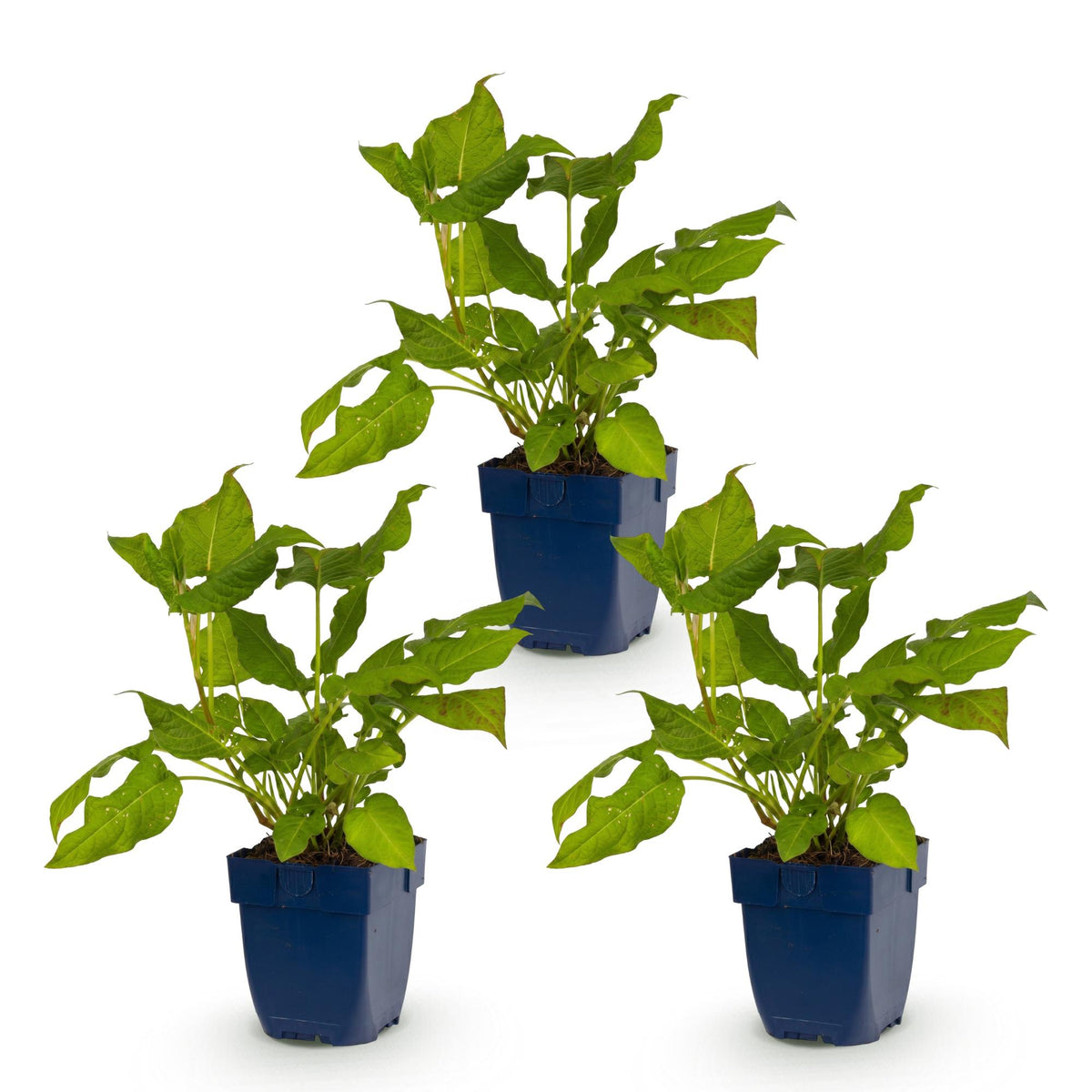 Green boutiQ - Plante vivace - Persicaria amplexicaulis - Renouée - Ombre - Rouge - 3 plantes - Pot 11cm - Hauteur 15-25cm
