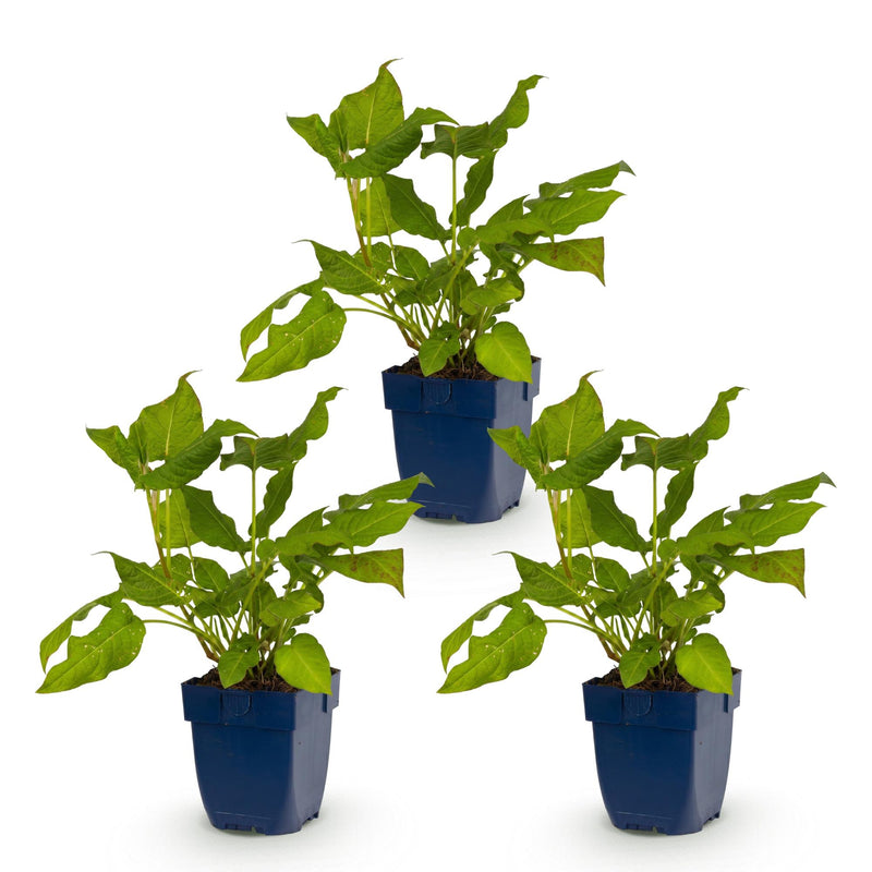 Green boutiQ - Vasteplant - Persicaria amplexicaulis - Duizendknoop - Schaduw - Rood - 3 Planten - Pot 11cm - Hoogte 15-25cm