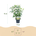 Green boutiQ - Sträucher - Forsythia intermedia Goldrauch - Blüte Gelb - 1 Pflanze - Laubabwerfend - Pflegeleicht - Topf 17cm Höhe 45cm