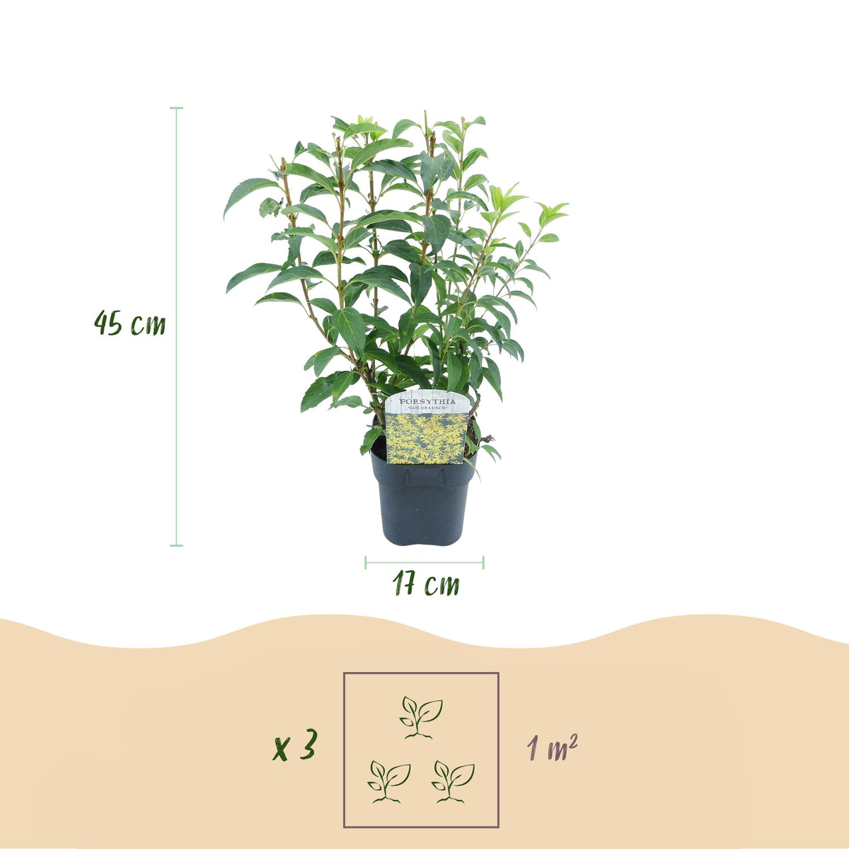Green boutiQ - Arbuste - Forsythia intermedia Goldrauch - Fleur jaune - 1 plante - Caduc - Entretien facile - Pot 17cm Hauteur 45cm
