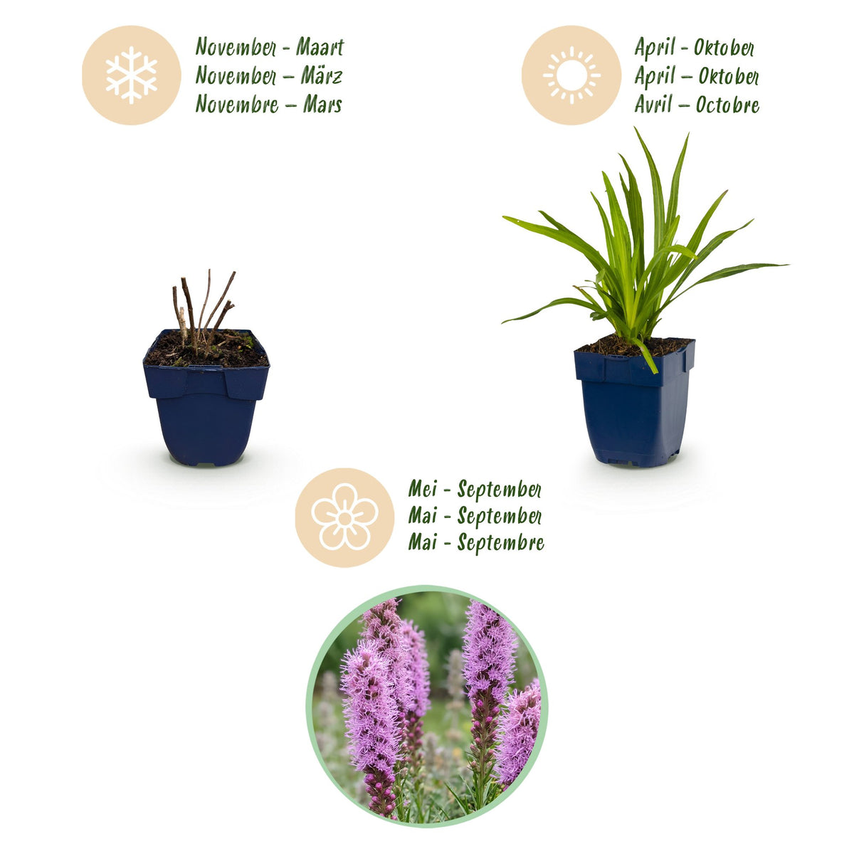 Green boutiQ - Stauden - Liatris spicata - Prachtscharte - Bienen- und Schmetterlingsmagnet - Lila - 12 Pflanzen - Topf 11cm - Höhe 15-25cm