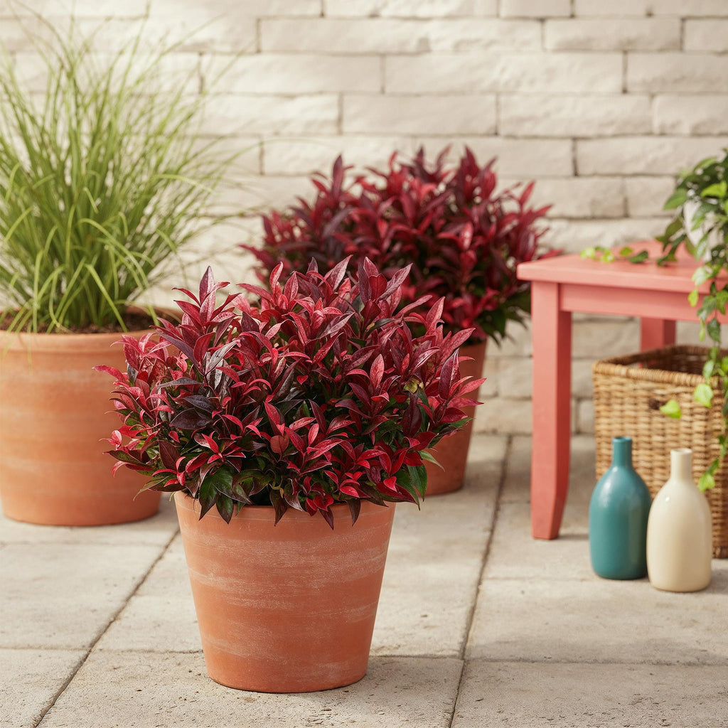 Green boutiQ - Plante de jardin - Leucothoe Zeblid - Rouge - 1 plante - Persistant - Peu d'entretien - Pot 17cm Hauteur 45cm