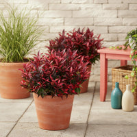 Green boutiQ - Tuinplant - Leucothoe Zeblid - Rood - 1 Plant - Groenblijvend - Weinig Onderhoud - Pot 17cm Hoogte 45cm