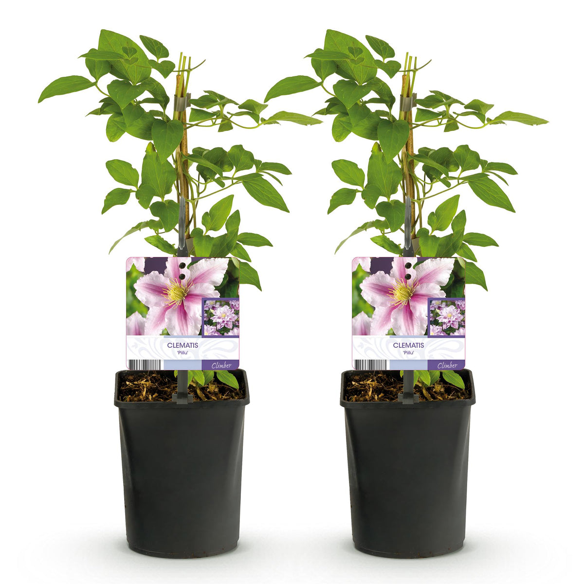Green boutiQ - Klimplant - Clematis Piilu - Bloem Roze - Weinig onderhoud -2 planten -  Pot 11cm Hoogte 40cm