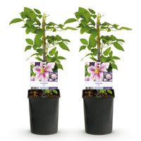 Green boutiQ - Klimplant - Clematis Piilu - Bloem Roze - Weinig onderhoud -2 planten -  Pot 11cm Hoogte 40cm