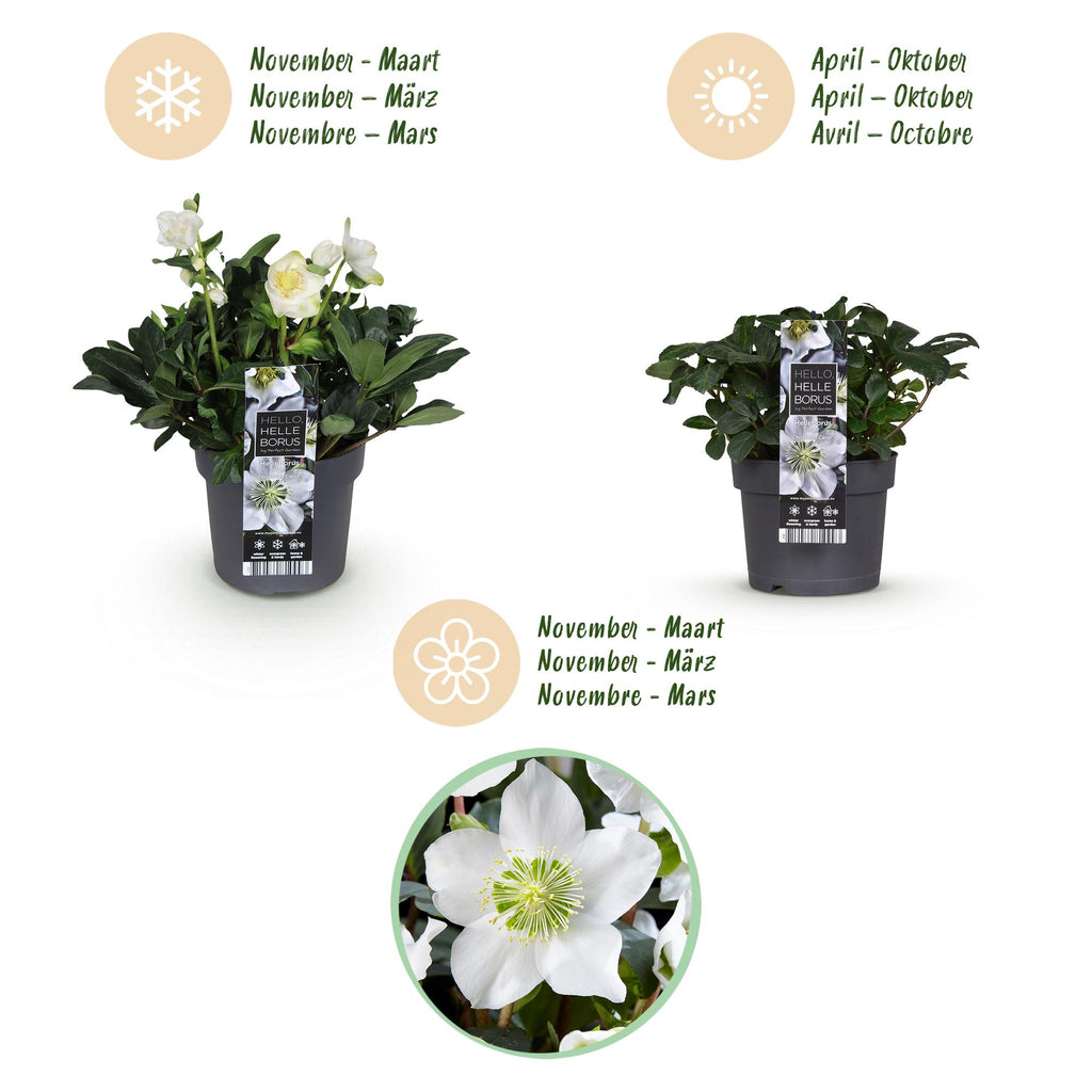 Green boutiQ - Plante de jardin - Rose de Noël - Hellébore Christmas Carol - Fleur Blanche - 2 Plantes - Persistante - Pot 17cm Hauteur 35cm
