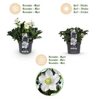 Green boutiQ - Plante de jardin - Rose de Noël - Hellébore Christmas Carol - Fleur Blanche - 2 Plantes - Persistante - Pot 17cm Hauteur 35cm
