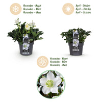 Green boutiQ - Tuinplant - Kerstroos - Helleborus Christmas Carol  - Witte Bloem -2 Planten - Groenblijvend - Pot 17cm Hoogte 35cm