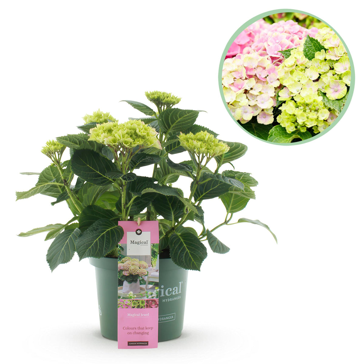 Green boutiQ - Plante de terrasse - Hortensia - Hydrangea Magical Jewel Pink - Rose - 6-10 fleurs - Pot 23 cm Hauteur 55 cm