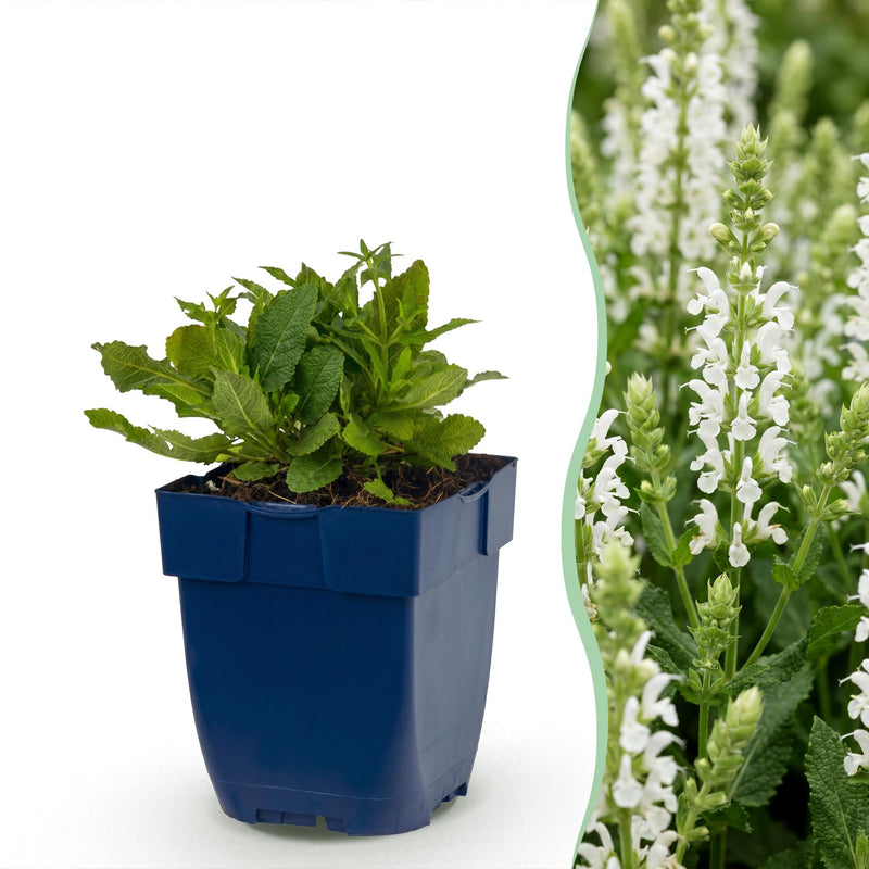 Green boutiQ - Vasteplant - Salvia nem. Schneehügel - Salie - Bijen en Vlinderlokkers - Wit - 1 Plant - Pot 11cm - Hoogte 15-25cm