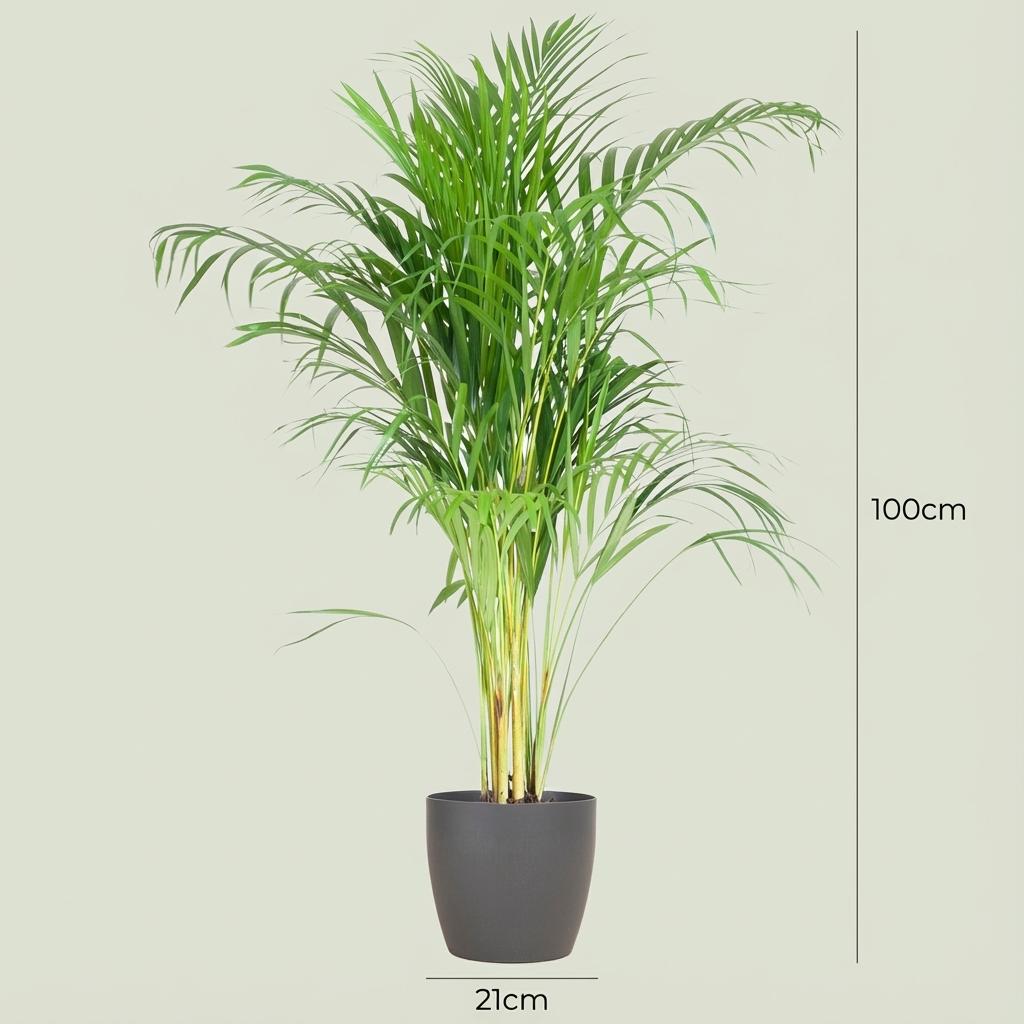 Green boutiQ - Plante d'intérieur - Palmier doré - Dypsis Lutescens Areca - Vert - Peu d'entretien - 1 plante - avec pot gris - Pot 21cm - Hauteur 90 - 100cm