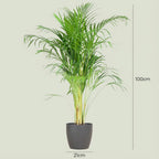 Green boutiQ - Plante d'intérieur - Palmier doré - Dypsis Lutescens Areca - Vert - Peu d'entretien - 1 plante - avec pot gris - Pot 21cm - Hauteur 90 - 100cm